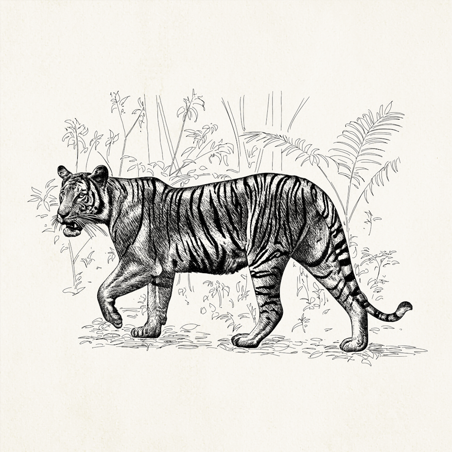 丛林中的老虎插图
