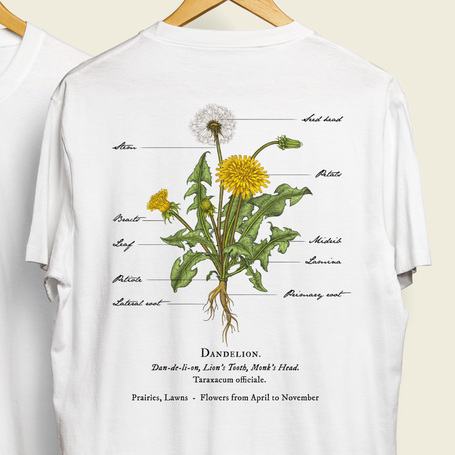 Clinical looking illustration of Dandelion plant